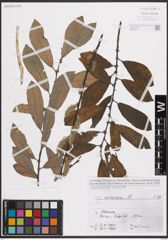 Foto von Salix cinerea L.